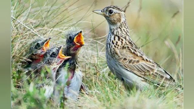 Знакомство с птичками_2. Ознакомление с окружающим миром. Степанова Н.Л.