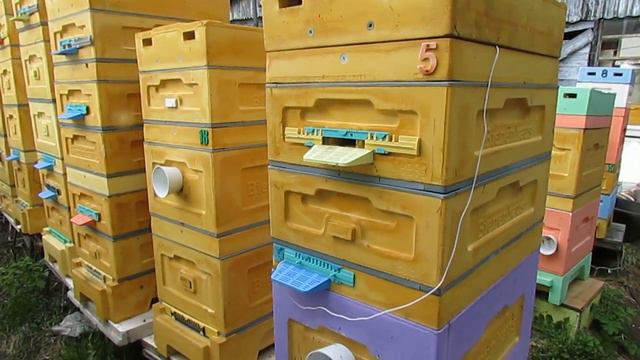 ошибки пчеловода, при расширении пчел в мае, которые могут привести к роению смотреть онлайн