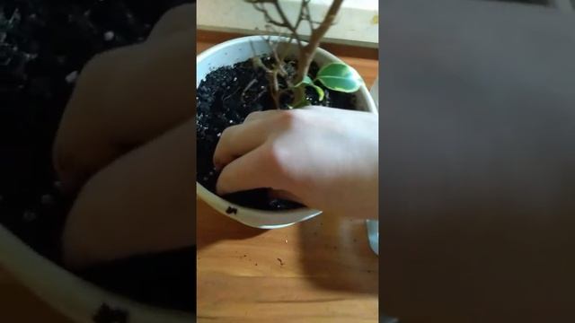 Размножение фикуса бенджамина листками!!! смотреть онлайн