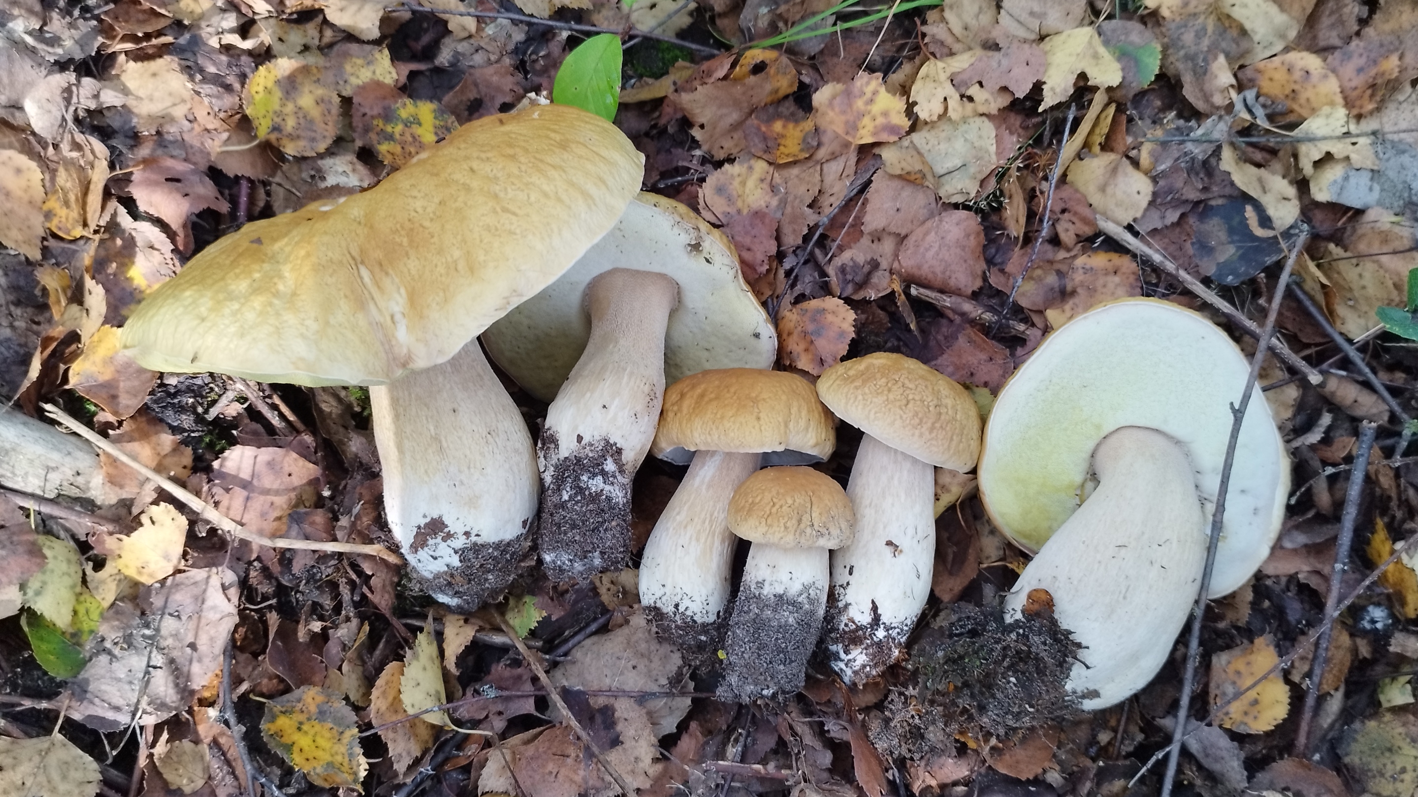 Белые грибы и подосиновики радуют нас . смотреть онлайн