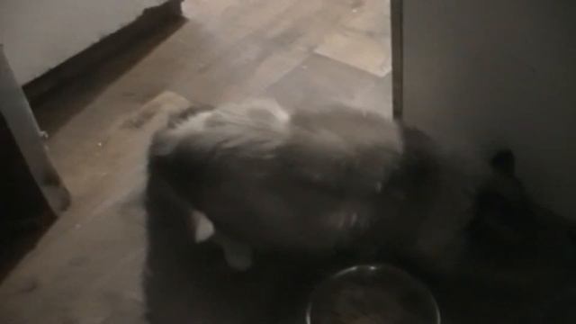 5 Cats/Pet Life/5 котов/Жизнь домашних животных смотреть онлайн