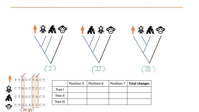 Phylogenetics Part 5 - Maximum Parsimony and Maximum Likelihood methods смотреть онлайн