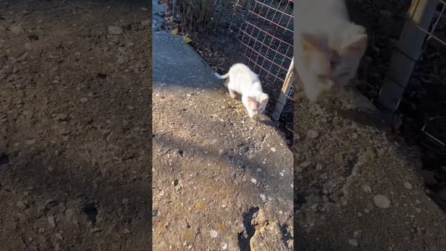 Нашла бездомного котенка, повезу к ветеринару, как вылечу буду искать ему дом ?????? смотреть онлайн