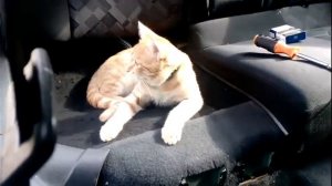 Opel Astra G демонтаж задних сидений!(универсал)