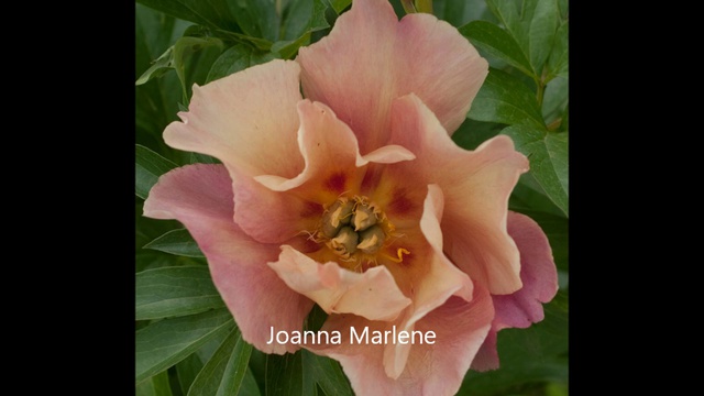 Ито гибриды пионов 2016 смотреть онлайн