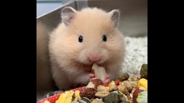 ТОП 12 ЖИВОТНЫХ ДЛЯ ДЕТЕЙ смотреть онлайн