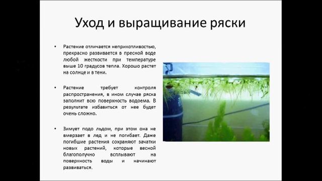 РЯСКА смотреть онлайн