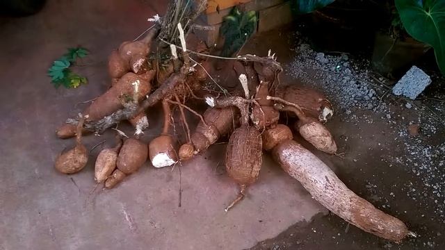 Tapioca production( 2019 January ) from a single node/plant смотреть онлайн