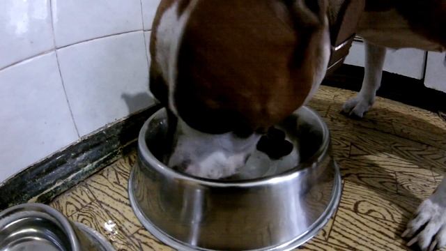 КОРМЛЕНИЕ СТАФФОРДА СУХИМ КОРМОМ смотреть онлайн
