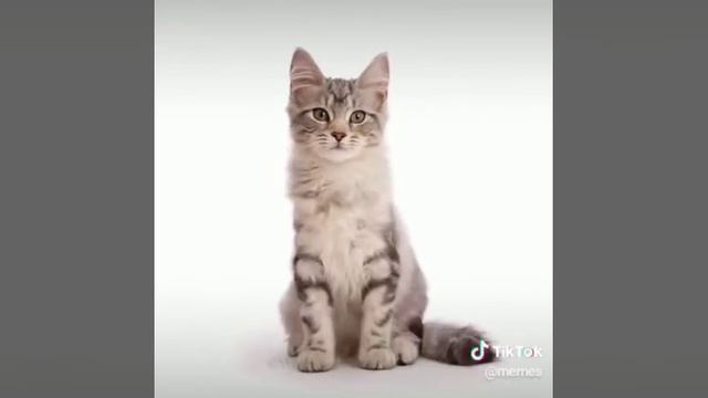 Интересно узнать как растёт кошка или кот смотреть онлайн