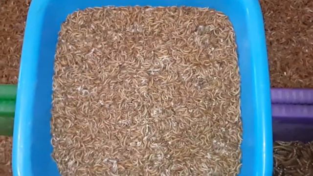 Корм для птиц смотреть онлайн