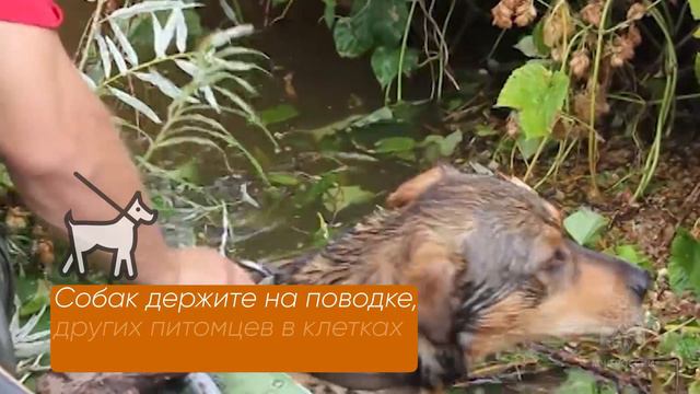 #ПамяткаМЧС: безопасность животных при наводнении смотреть онлайн
