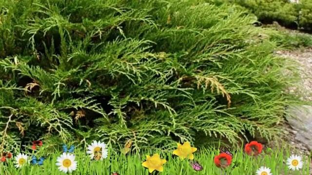 Микробиота перекрестнопарная ? Обзор: посадка и уход. крупномеры микробиоты : описание и особенност смотреть онлайн