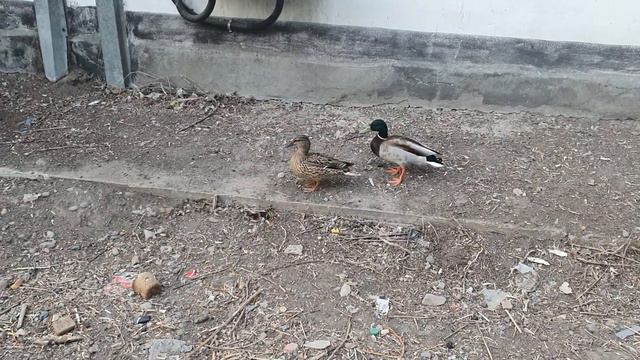 Усть-Каменогорск Утки во Дворе Возле Дворца Культуры Металлургов ВКО смотреть онлайн