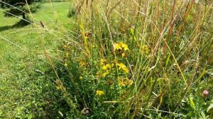 Польза и вред зверобоя? В траве зверобой содержится гиперицин. Фитотерапия