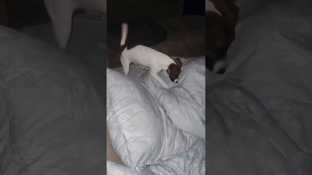 Shotик спас хозяйку из-под одеяла😱 #jrt#jackrussell#funnydogs#джекрассел#humor#funnyvideo смотреть онлайн