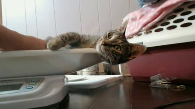 Tiny Kittens Tip wants to show off her bellah смотреть онлайн
