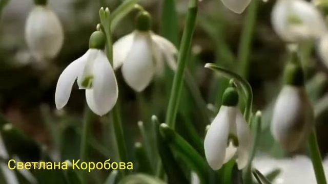 "Я-часть природы" автор и исп.Светлана Коробова смотреть онлайн