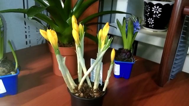 Крокусы уход в домашних условиях до и после цветения смотреть онлайн