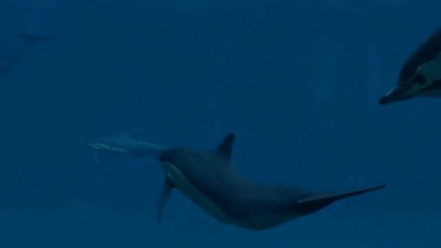 Дельфинотерапия/Dolphins Sounds And Noises