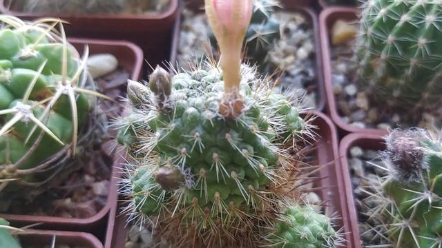 Кактусы и суккуленты. Обзорная тема- подкормка... смотреть онлайн