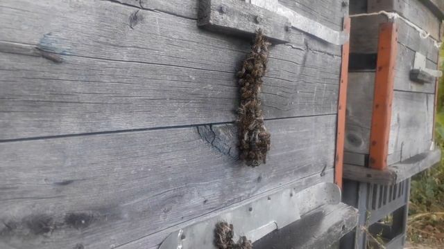 /ПЧЕЛЫ УБИВАЮТ ШЕРШНЯ/ смотреть онлайн