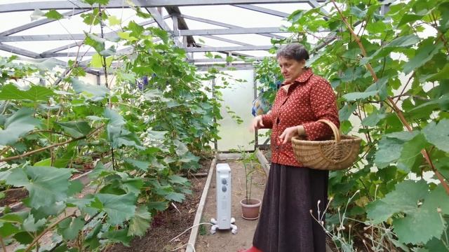 ВИНОГРАД 22 сентября Поспевшие сорта На что идёт столько винограда? смотреть онлайн