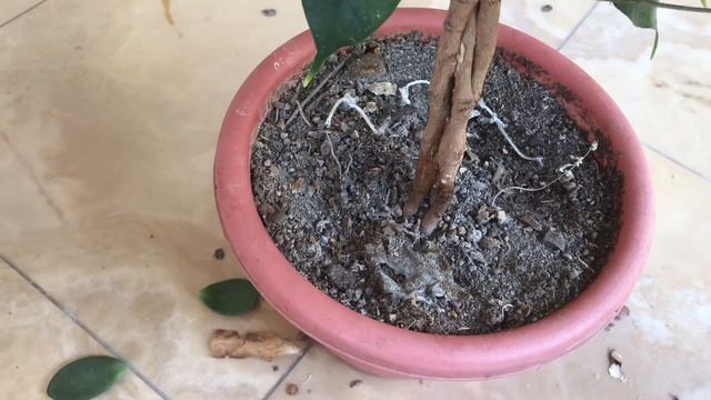 Обрезка молодого фикуса Бенджамина. Продолжаю формировать крону. смотреть онлайн