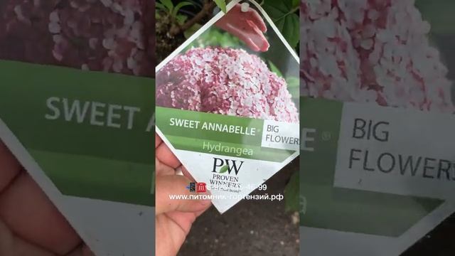 Гортензия древовидная (Hydrangea Arborescens `Lime Rickey`) НОВИНКА 2019 HYDRANGEA  (R) 'SMNHARL'