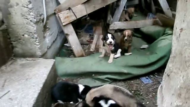 куда девать 9 щенков смотреть онлайн