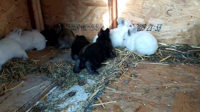 Корм для Кроликов Экономный Вариант . смотреть онлайн