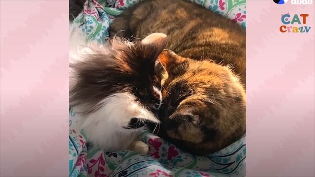 These Senior Cats Fell In Love During Retirement | The Dodo Cat Crazy смотреть онлайн
