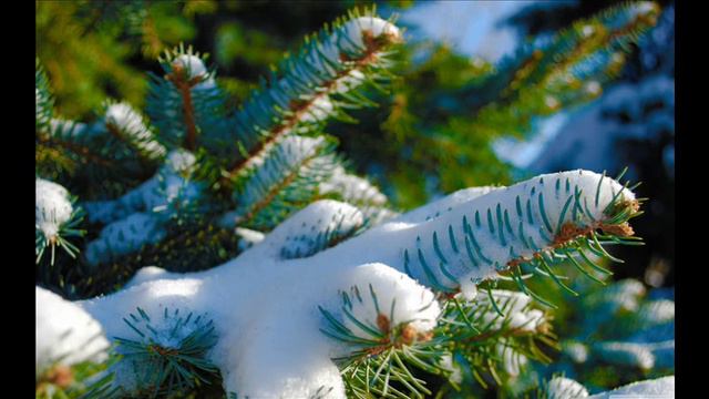 Angels Of Venice - Carol Of The Bells смотреть онлайн