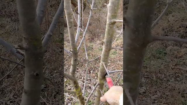 Обрезка запущеной яблони "Моди" смотреть онлайн