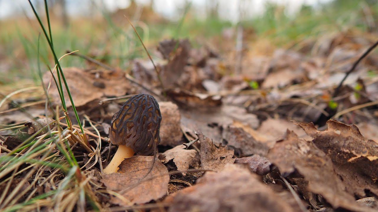 Появились сморчки! Дополнение к обзору об использовании фотокамер для видео. Поправил ББ у Олимпуса