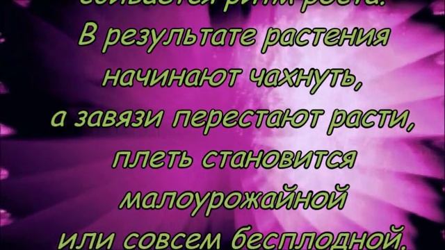 БОЛЬШОЙ УРОЖАЙ ОГУРЦОВ И ДВА ПРОСТЫХ ПРАВИЛА ДЛЯ ЭТОГО! смотреть онлайн