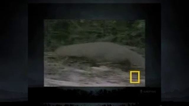 Кобра в схватке с мангустом! смотреть онлайн