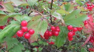 Калина посадка и уход