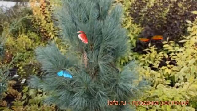 Сосна монтикола Аммерланд (pinus ammerland) ? Аммерланд обзор: как сажать, саженцы сосны Аммерланд смотреть онлайн
