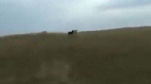 Охота на волка с борзыми!