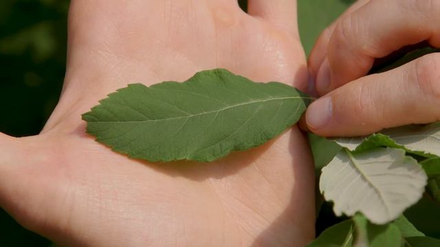 hardhack - Spiraea douglasii. Identification and characteristics смотреть онлайн