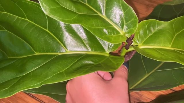 How to Propagate A Fiddle Leaf Fig | Step by Step - Part 1 смотреть онлайн