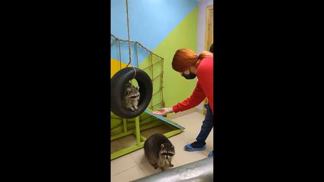 В гостях у енотов (Планета Енотов в Люберцах) !) смотреть онлайн