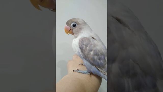 масковый неразлучник выкормыш самец ручной смотреть онлайн