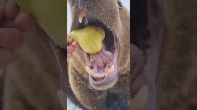 Мишка ест грушу смотреть онлайн