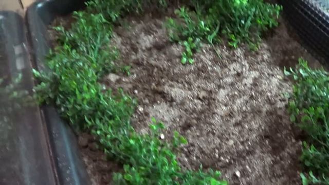 #289: 300 Gallon Stock Tank Turtle Tank Full Walkthrough - Fan Friday смотреть онлайн