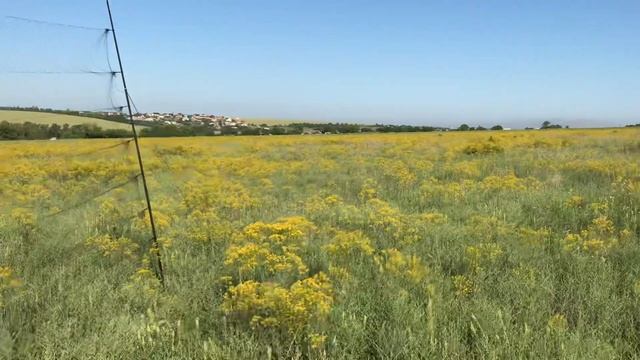 Выпускаю дикого перепела смотреть онлайн