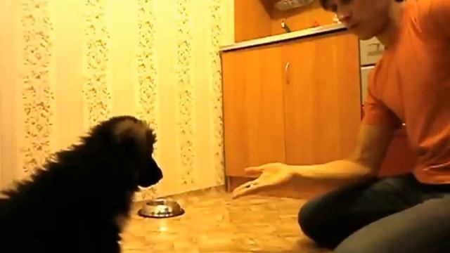 ?КОМАНДА НЕЛЬЗЯ НЕМЕЦКАЯ ОВЧАРКА, ДРЕССИРОВКА ЩЕНКА ДРЕССИРОВКА СОБАК ПЕРВЫЕ ШАГИ дрессировка собак смотреть онлайн