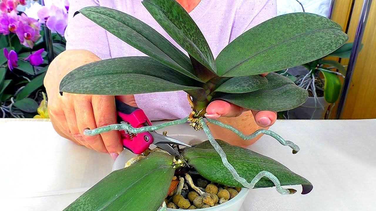 Разрезаю орхидею на две отдельные орхидеи.  Размножение орхидеи?