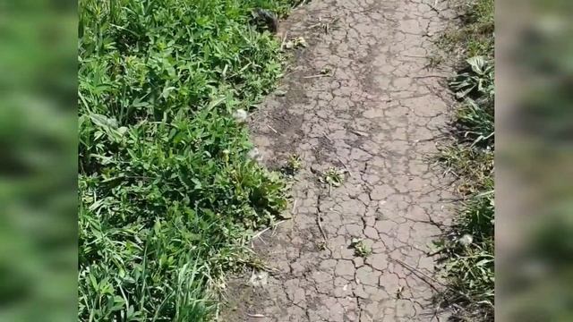 Как я вывела хомяков с дачи. смотреть онлайн